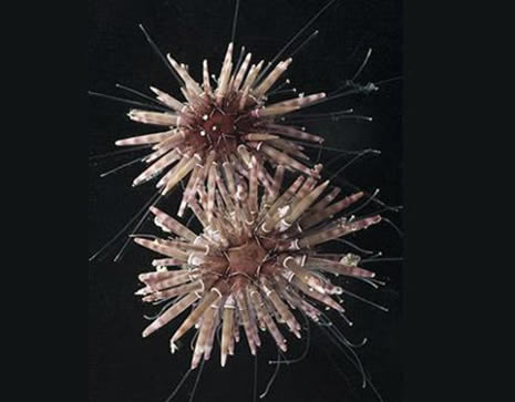 okyanusun derinliklerinden ilginç canlılar galerisi resim 12