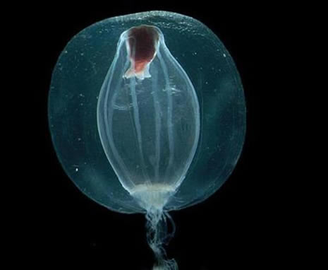okyanusun derinliklerinden ilginç canlılar galerisi resim 13