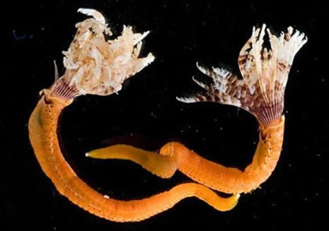 okyanusun derinliklerinden ilginç canlılar galerisi resim 16