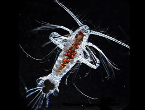 okyanusun derinliklerinden ilginç canlılar galerisi resim 2