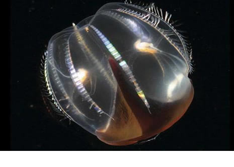 okyanusun derinliklerinden ilginç canlılar galerisi resim 20