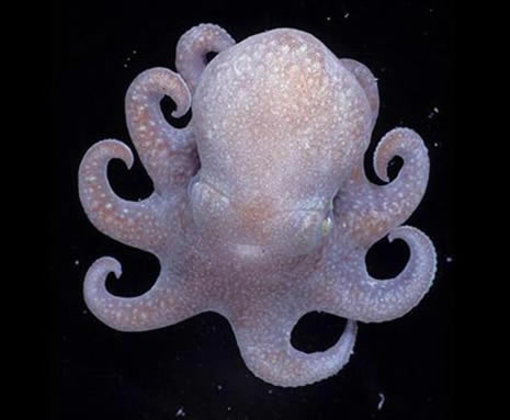 okyanusun derinliklerinden ilginç canlılar galerisi resim 4