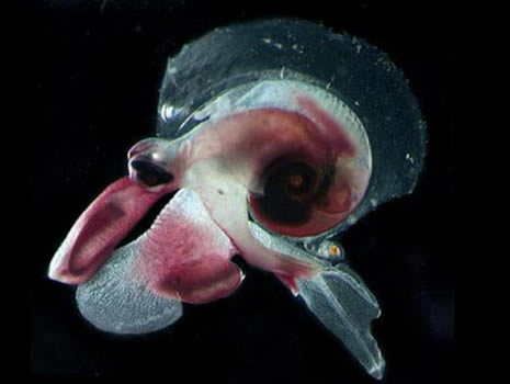 okyanusun derinliklerinden ilginç canlılar galerisi resim 6