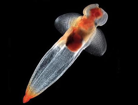 okyanusun derinliklerinden ilginç canlılar galerisi resim 8
