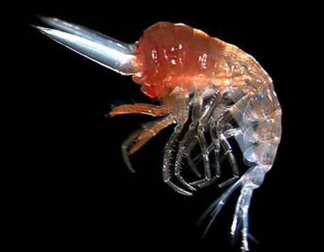 okyanusun derinliklerinden ilginç canlılar