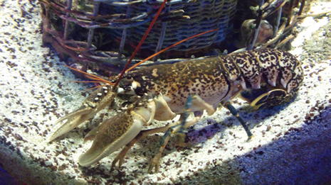 Florya'daki İstanbul Akvaryumundan görüntüler galerisi resim 11