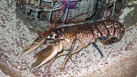 Florya'daki İstanbul Akvaryumundan görüntüler galerisi resim 12