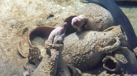 Florya'daki İstanbul Akvaryumundan görüntüler galerisi resim 13