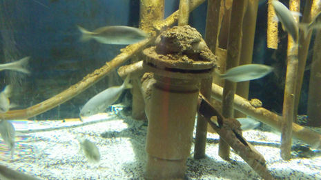 Florya'daki İstanbul Akvaryumundan görüntüler galerisi resim 15