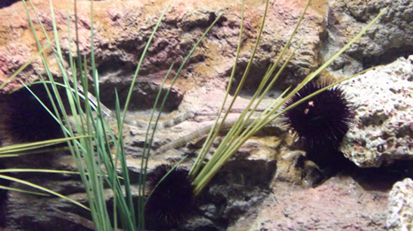 Florya'daki İstanbul Akvaryumundan görüntüler galerisi resim 16