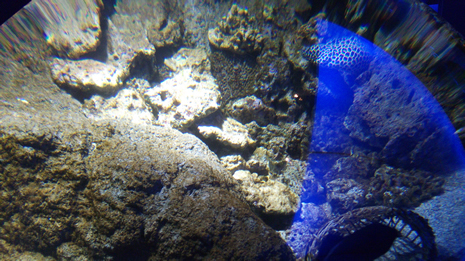 Florya'daki İstanbul Akvaryumundan görüntüler galerisi resim 19