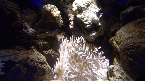 Florya'daki İstanbul Akvaryumundan görüntüler galerisi resim 23