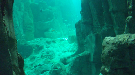 Florya'daki İstanbul Akvaryumundan görüntüler galerisi resim 3