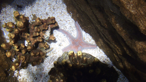 Florya'daki İstanbul Akvaryumundan görüntüler galerisi resim 37