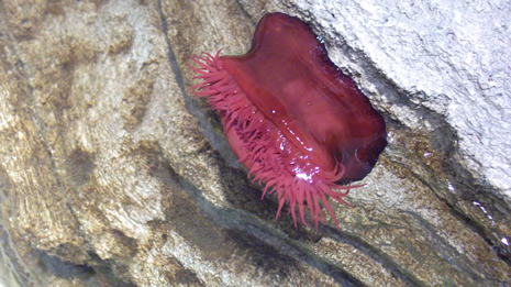 Florya'daki İstanbul Akvaryumundan görüntüler galerisi resim 38
