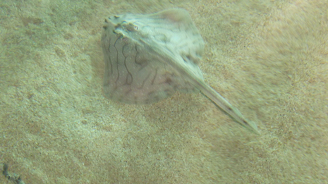 Florya'daki İstanbul Akvaryumundan görüntüler galerisi resim 42