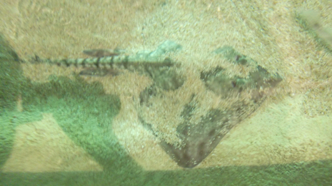 Florya'daki İstanbul Akvaryumundan görüntüler galerisi resim 44