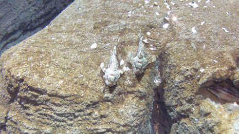 Florya'daki İstanbul Akvaryumundan görüntüler galerisi resim 47