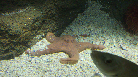 Florya'daki İstanbul Akvaryumundan görüntüler galerisi resim 49