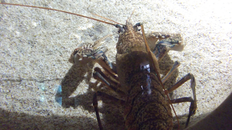 Florya'daki İstanbul Akvaryumundan görüntüler galerisi resim 50