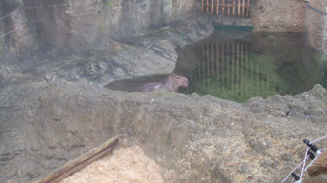 Florya'daki İstanbul Akvaryumundan görüntüler galerisi resim 66
