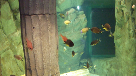 Florya'daki İstanbul Akvaryumundan görüntüler galerisi resim 9