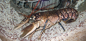 Florya'daki İstanbul Akvaryumundan görüntüler