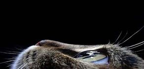 Objektife yansıyan en çarpıcı kareler