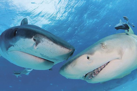 Sualtı dünyasından ilginç fotoğraflar galerisi resim 15