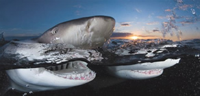 Sualtı dünyasından ilginç fotoğraflar