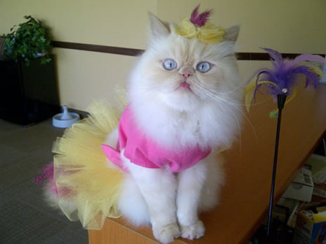 Moda ikonu kedi Luna galerisi resim 1