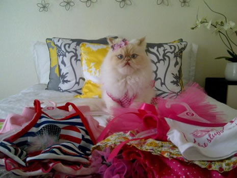 Moda ikonu kedi Luna galerisi resim 10