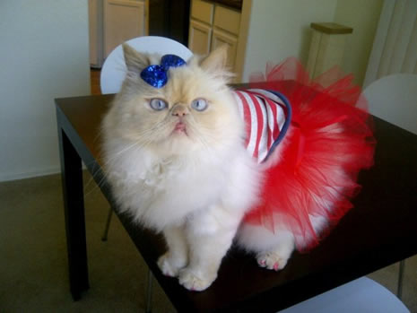 Moda ikonu kedi Luna galerisi resim 11