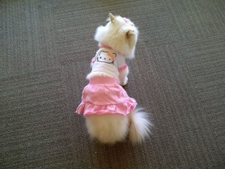 Moda ikonu kedi Luna galerisi resim 12