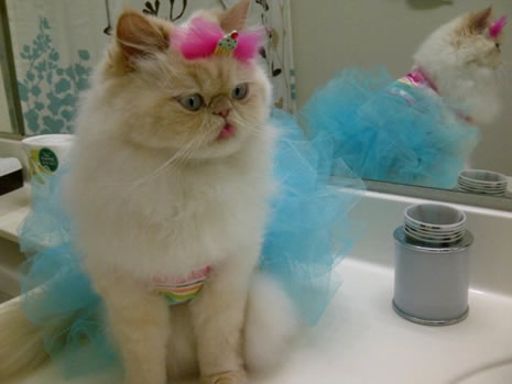 Moda ikonu kedi Luna galerisi resim 13