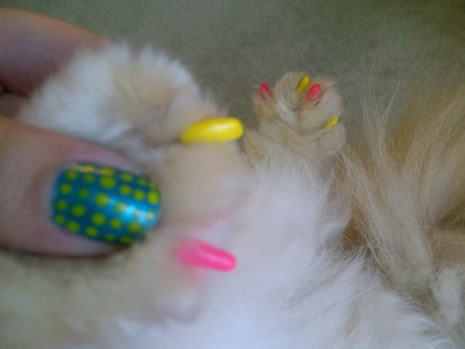 Moda ikonu kedi Luna galerisi resim 14