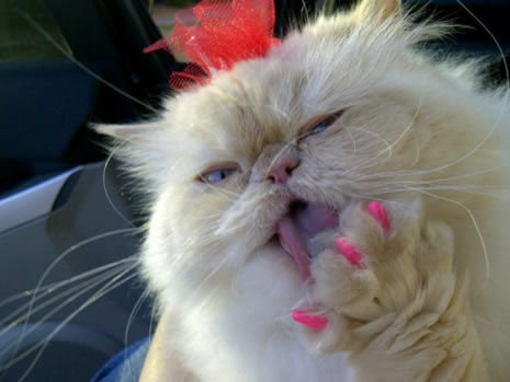 Moda ikonu kedi Luna galerisi resim 16