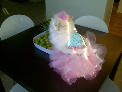 Moda ikonu kedi Luna galerisi resim 18