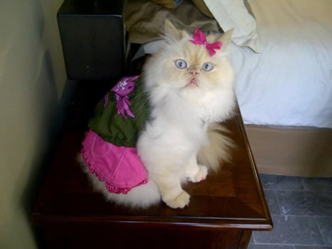 Moda ikonu kedi Luna galerisi resim 19