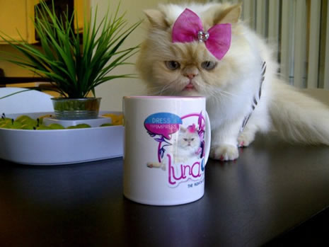 Moda ikonu kedi Luna galerisi resim 20