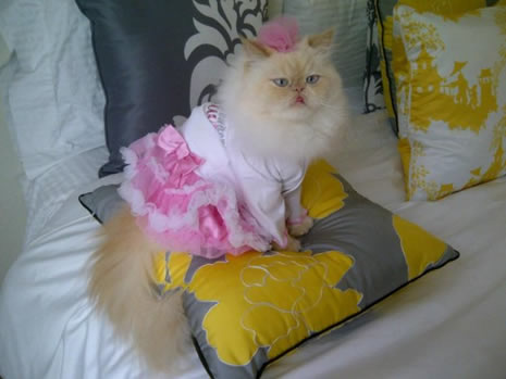 Moda ikonu kedi Luna galerisi resim 21