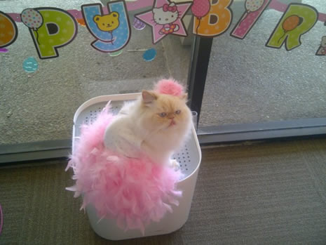 Moda ikonu kedi Luna galerisi resim 22