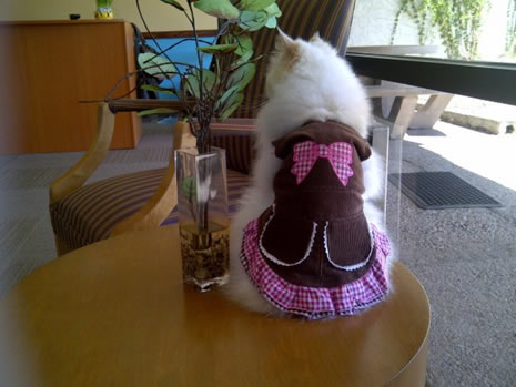 Moda ikonu kedi Luna galerisi resim 23