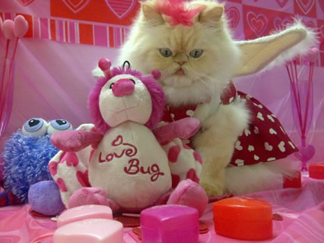 Moda ikonu kedi Luna galerisi resim 24