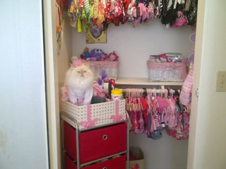 Moda ikonu kedi Luna galerisi resim 3