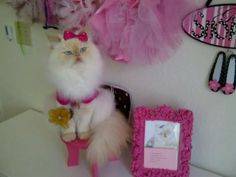 Moda ikonu kedi Luna galerisi resim 4