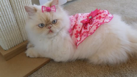 Moda ikonu kedi Luna galerisi resim 5