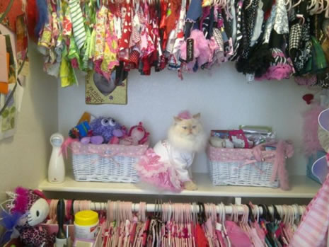 Moda ikonu kedi Luna galerisi resim 6