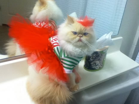 Moda ikonu kedi Luna galerisi resim 7