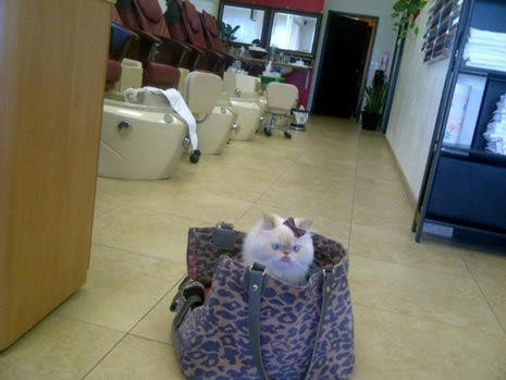 Moda ikonu kedi Luna galerisi resim 9